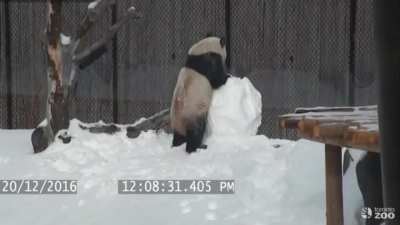 Panda&rsquo;s mighty battle to conquer a snowman