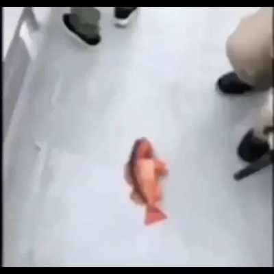 fish