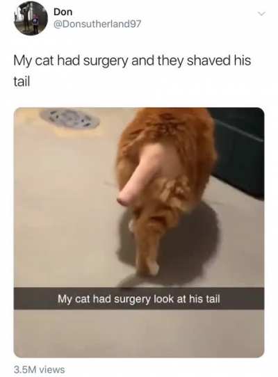 Thanks, I hate cat tails