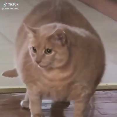 gorducho