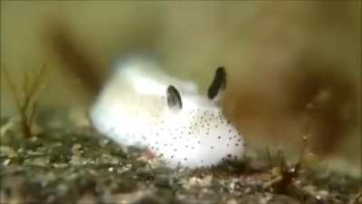Every body posting cats or dogy. Here&lsquo;s an other animal. It&lsquo;s a snail (nudibranch) living in the sea, called &sbquo;seabunny&lsquo; 🐰 so this is my karma-snail 🐌