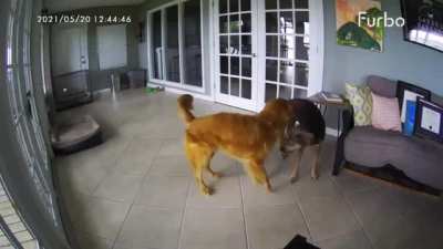 Good girl Roxy rushes and helps to stop his best friend&rsquo;s seizure. Laker, the Golden, was born with seizures and are controlled by medication, but it doesn&rsquo;t suppress all the seizures. Roxy is always there to help and protect her best friend. We don&rsquo;t des