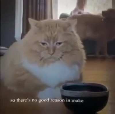 I am cat