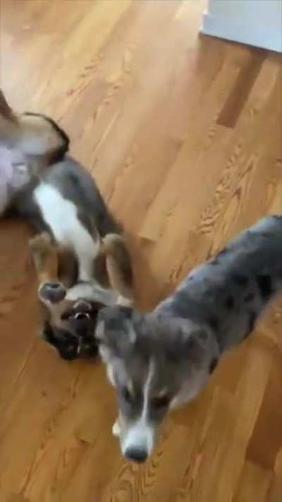 Good boys adorably playing dead