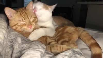 My girlfriend and I introduced our cats recently &hearts;️&hearts;️&hearts;️