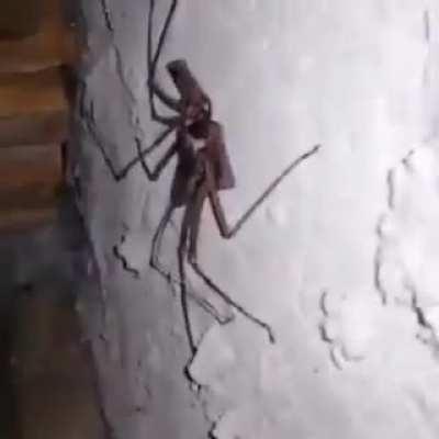 Jaja un insecto gracioso jaja banana jaja😠