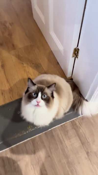 My cat, who yells.