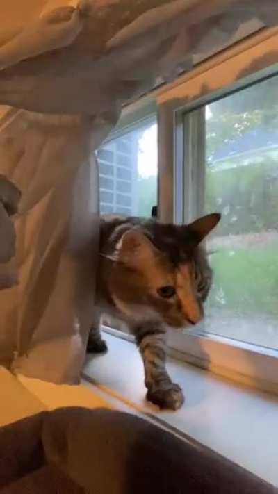 Mean cat >:(