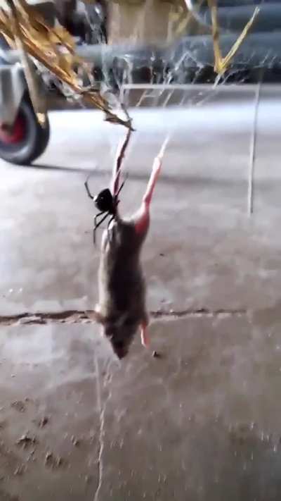 Is that a mouse?