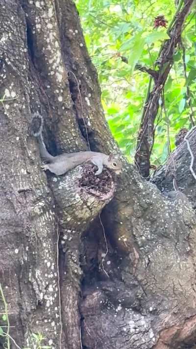 After some peanuts he needed some R&R