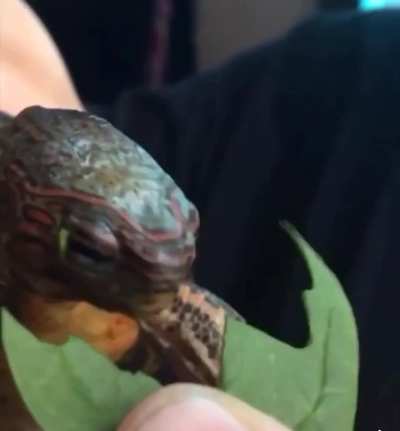 I ain&rsquo;t sharing my leaf!