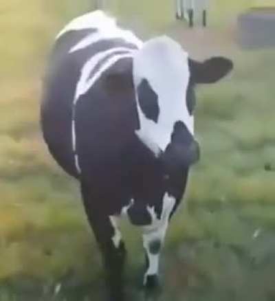 Ff