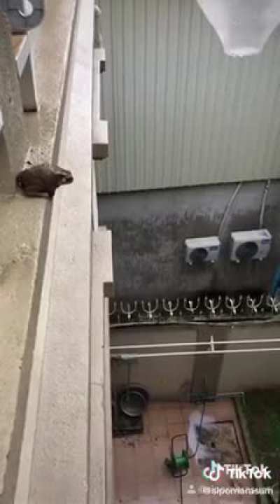 Cursed_splat
