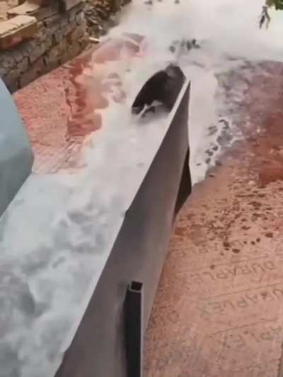 Gato n&atilde;o gosta de peixe?
