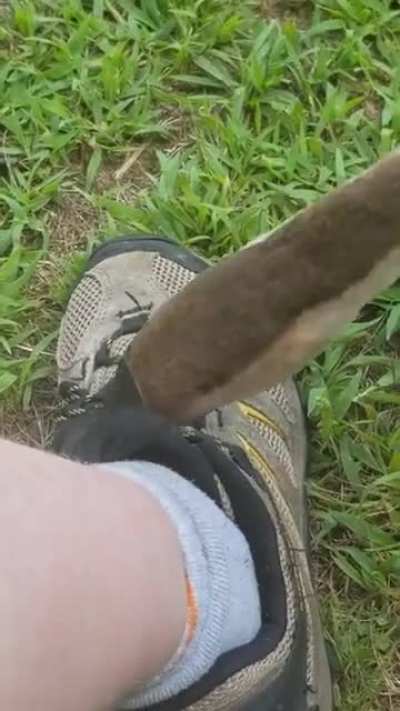 SockBirb