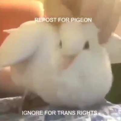 Pigeon