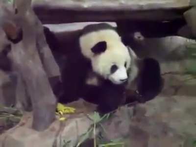 Panda being a jerk to the sleeping panda