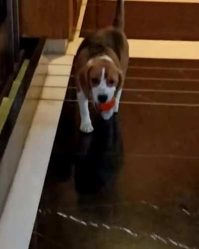 Playing Fetch With Rocket Is A One-Player Game...