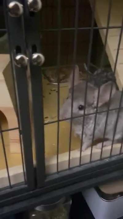 Always begging to be let out and I can&rsquo;t help but cave 🥺
