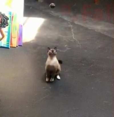 Common reaction rate in the cats