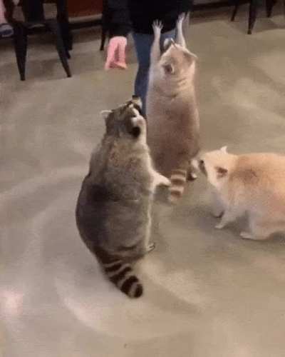 Adorable Raccoon