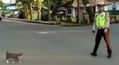 King of Cat.. Salut Police