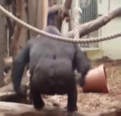 Monke