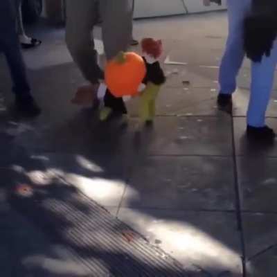 Pumpkin Carrying Dog Costume🐶