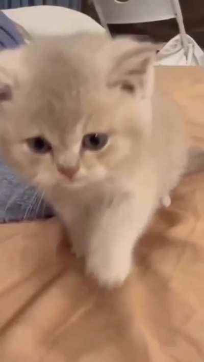 Meow