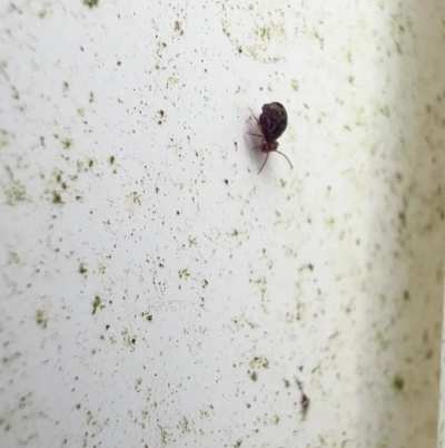 Little guy