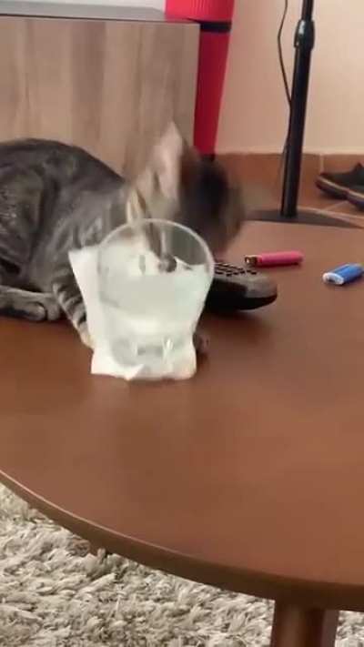 There you go hooman