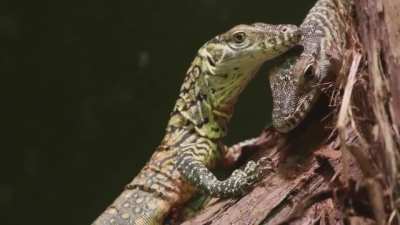 Six Komodo dragons just hatched at the Bronx zoo. It&rsquo;s the first time the species has successfully bred in the zoos 122 year history.