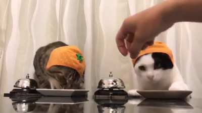 Two cute cats with a hat ringing bells for treats to chomp down