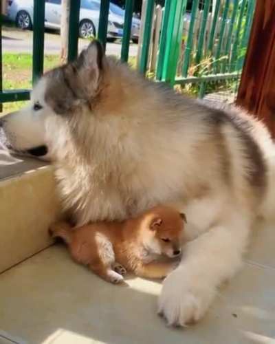 Smol Shibe