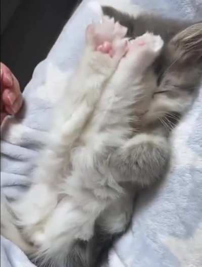 Paw up! 🐈&zwj;⬛