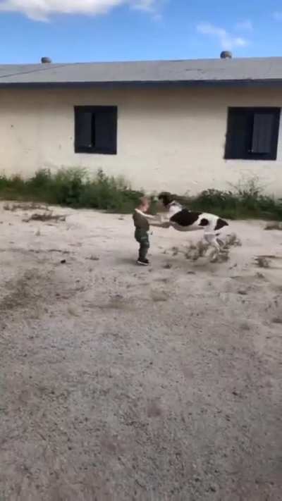 Dogs vs. kids