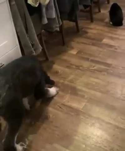 На тебе, покушай, бро