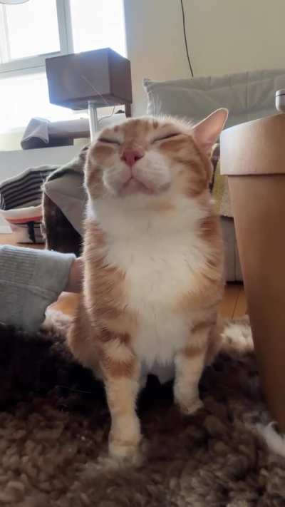 Happy Oye blesses her subjects with her gloyerious purr