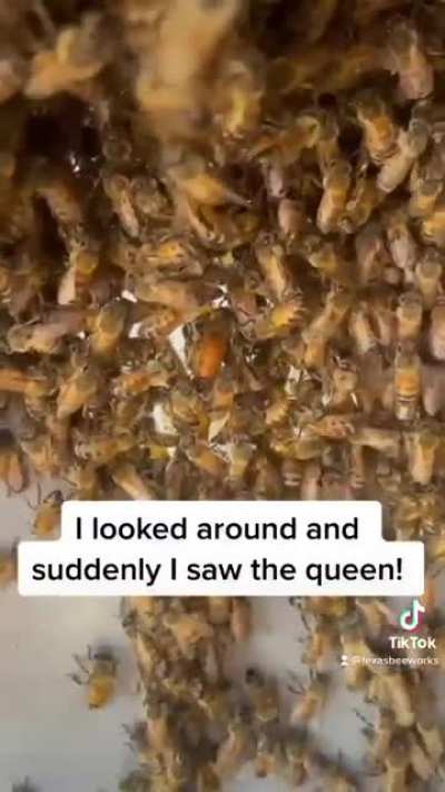 Erika Thompson saving bees from an abandoned washing machine