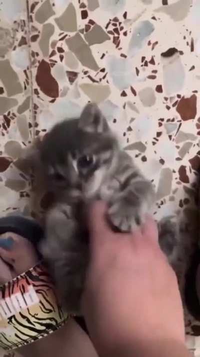Super cute!