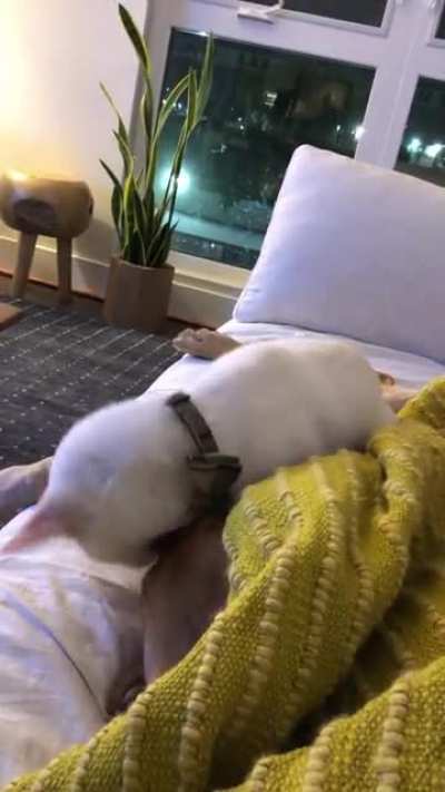 The dog&rsquo;s dream noises woke the cat up.