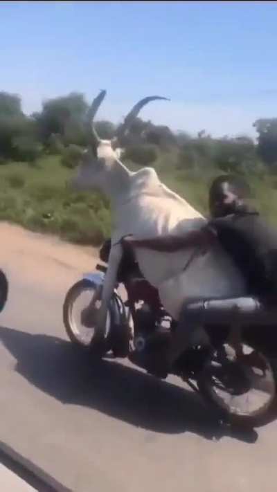 No title to describe the whys, the how&rsquo;s, the whens, and the wheres. (The size of the cow)