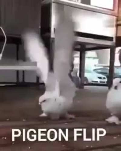 Gaviota truco