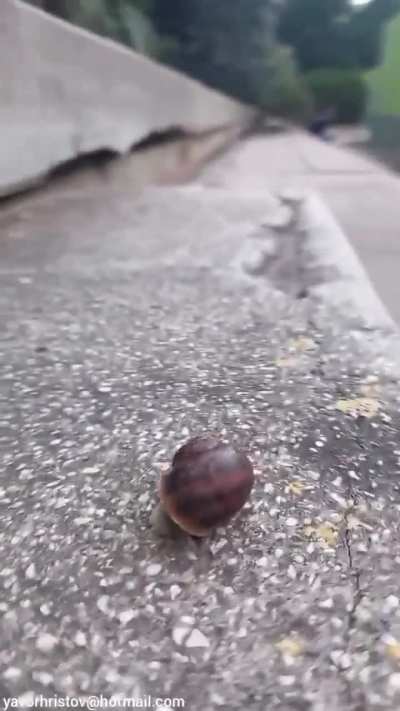 Girl Crush snail