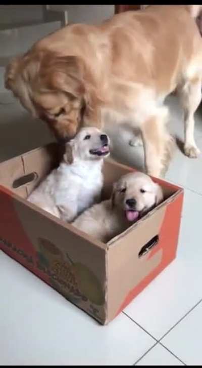 What a savage dog&hellip;