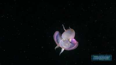 The blanket octopus (Tremoctopus) is always stunning