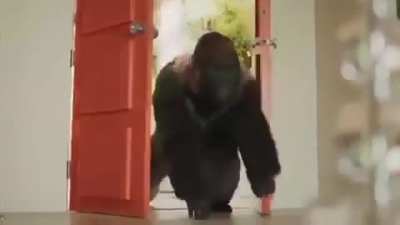 monkey