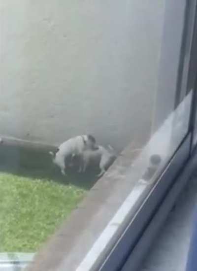 They must be on zoomies or something..