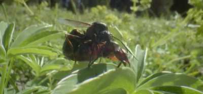 This ant documentary got mad sexy about half way through