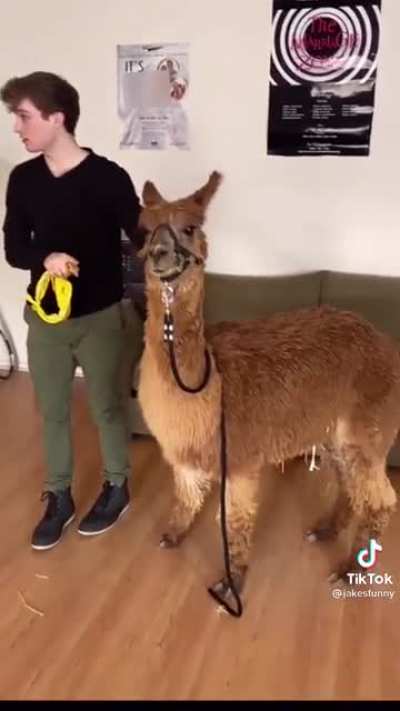 Meet Snuffy!